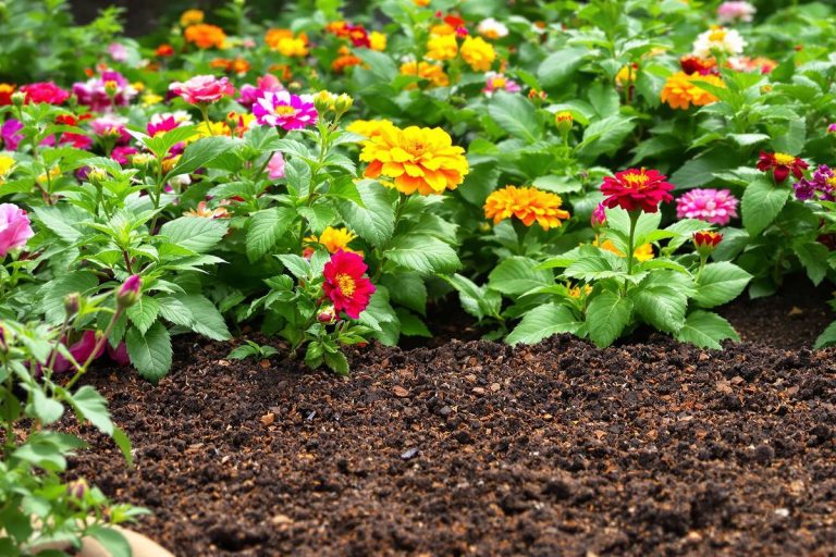 Marc de café au jardin : l'erreur que beaucoup font avec leurs plantes.jpg