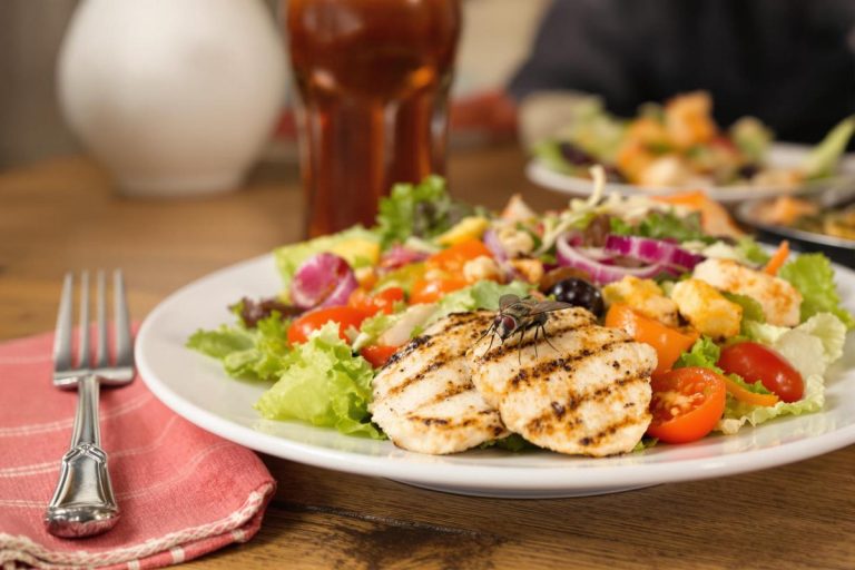 Peut-on manger un aliment touché par une mouche dans notre assiette ?.jpg