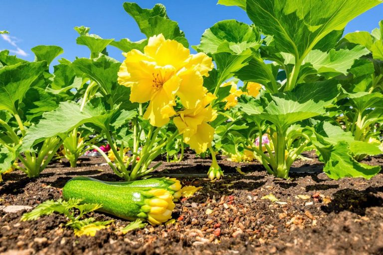 Ce déchet de cuisine va sauver la vie des courgettes que vous avez dans votre potager.jpg