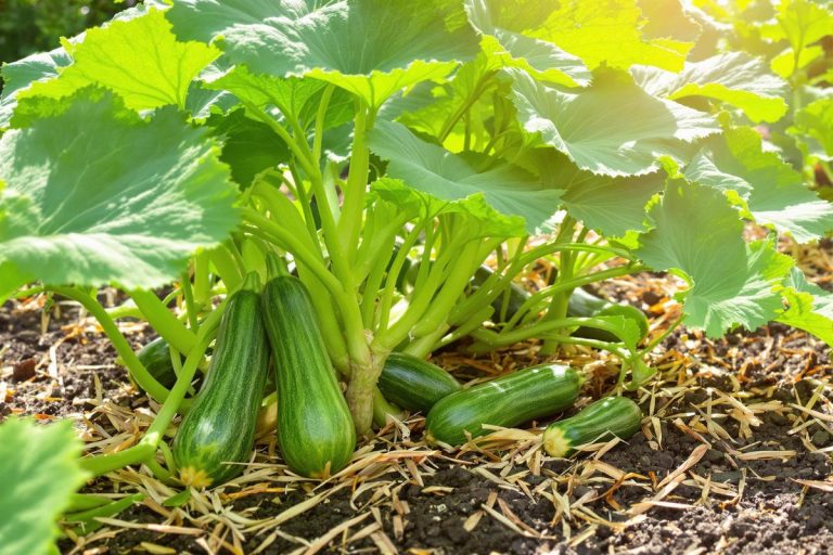 Courgettes : l'astuce imparable pour une récolte abondante au jardin.jpg